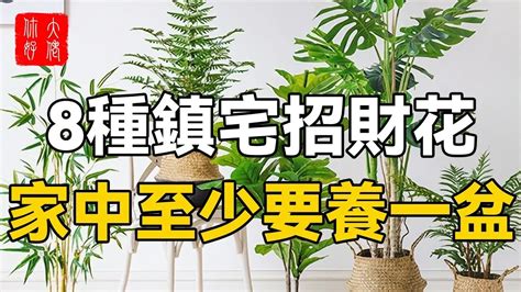 櫻花風水|種櫻花招財？風水師教你妙招